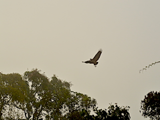 Hawk on Belize River.