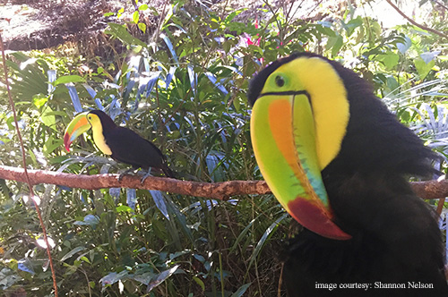 Keel-billed toucan - Belize national bird. image courtesy: Shannon Nelson