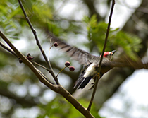 Woodpecker