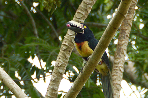 Collared Aracari