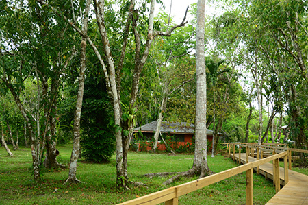 cabin in the middle of the monkey habitat