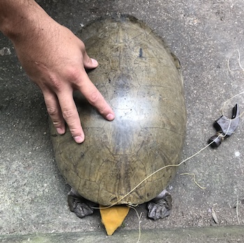 an adult Central American River turtle entangled on a fishing line