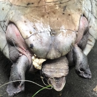 Turtle caught on a fishing hook