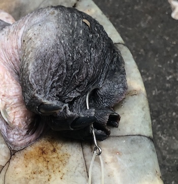 Fishing hook on Turtle webbed feet