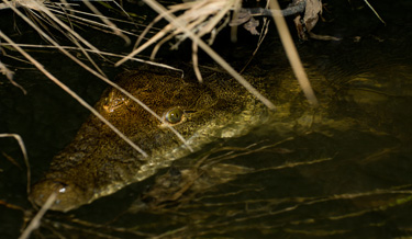 Crocodile  Night Spotting Adventure