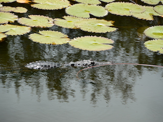 Crocodile night adventure 