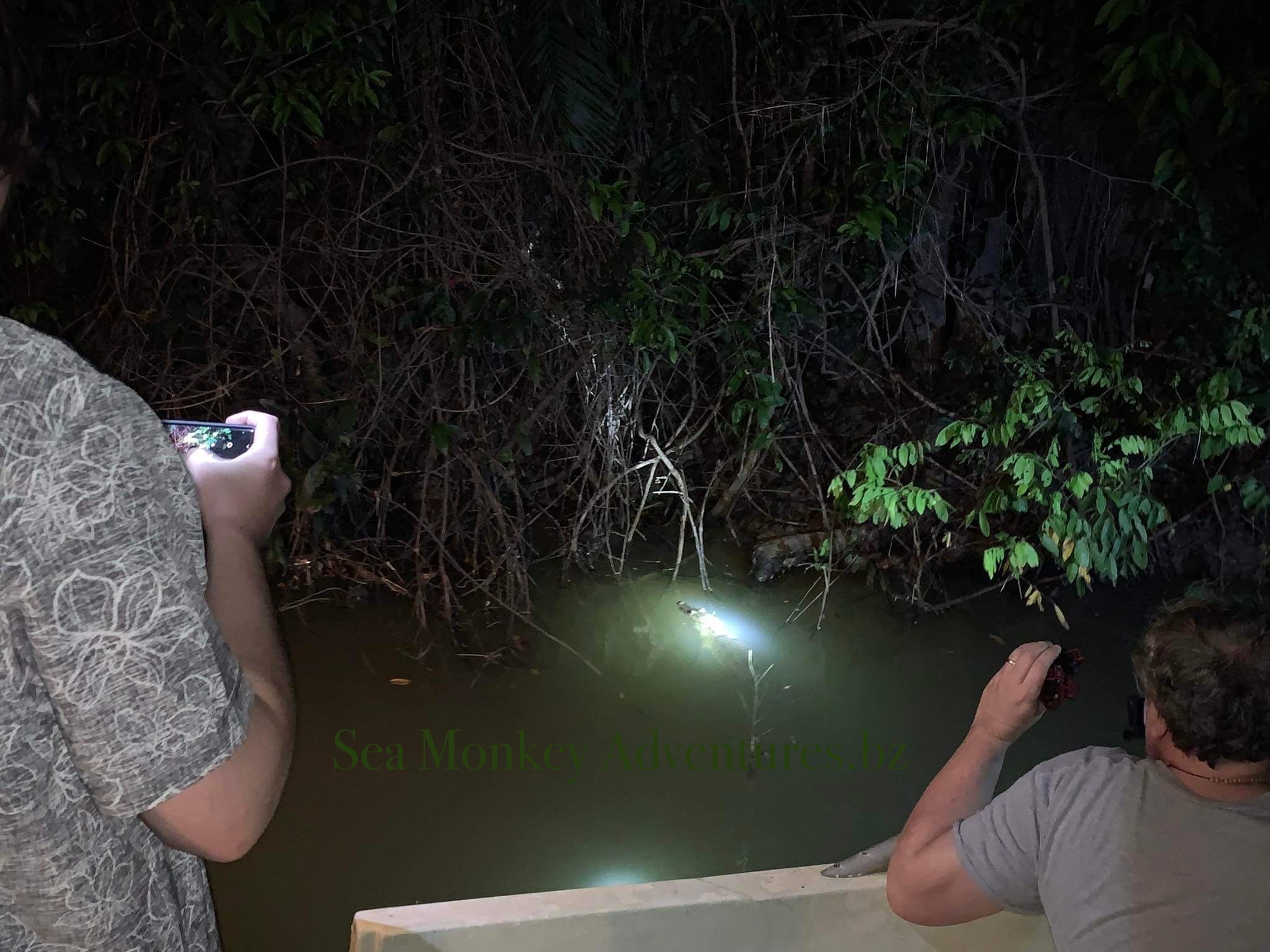 Crocodile night spotting by boat