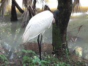 The Jabiru Stork of Belize