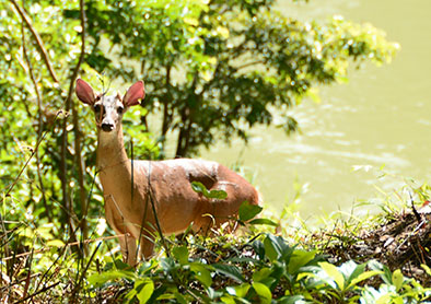 white tailed Deer