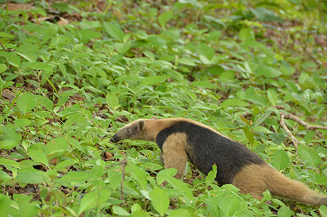 Tamandua ants bear near cabins