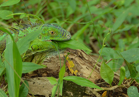 Green iguana