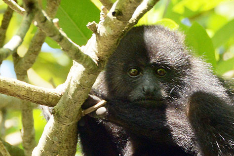 Black Howler Monkey 