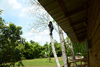 howler monkey seen near a cabin.