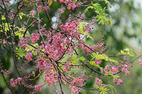 Blossoms on the Bukut tree. 