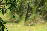 tropical fruit - mango