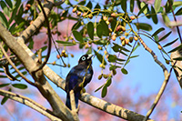 Birding on property 