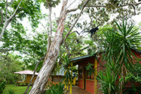 Howler monkeys passing by the cabins.