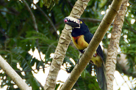 Toucan