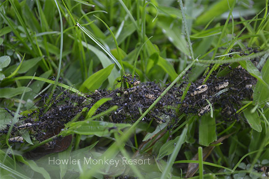 marching army ants