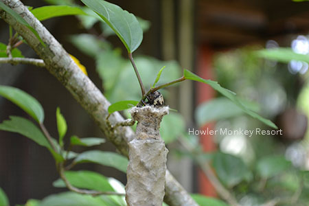 bagworm