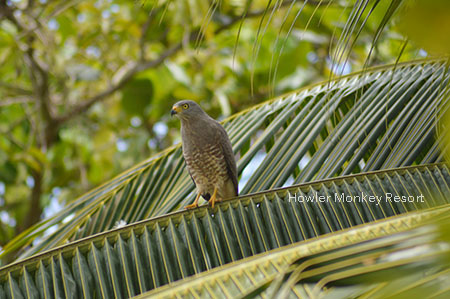 Roadside Hawk