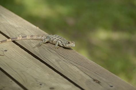 Black Iguana