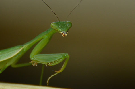 Mantis