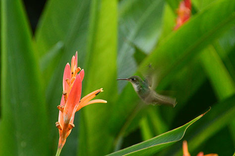 Hummingbird