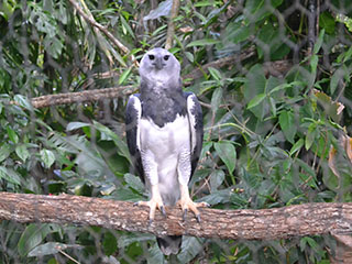 Harpy Eagle in The best little Zoo of Belize