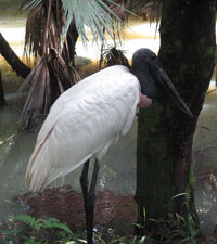 The Jabiru Stork