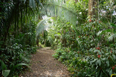 Howler Monkey Nature Park