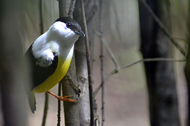 White Collard Manakin