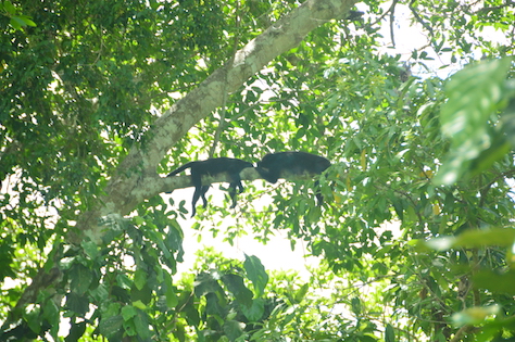 Howler Monkeys relaxing