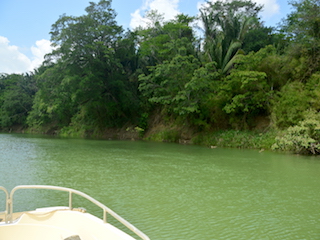 A serene river boat Adventure on the Belize river.