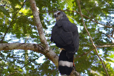 Snail Kite