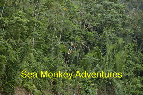 Ziplining with Sea Monkey Adventures